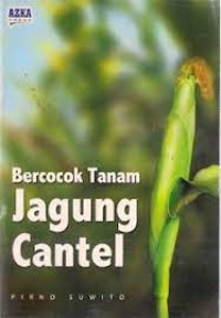 Bercocok Tanam Jagung Cantel